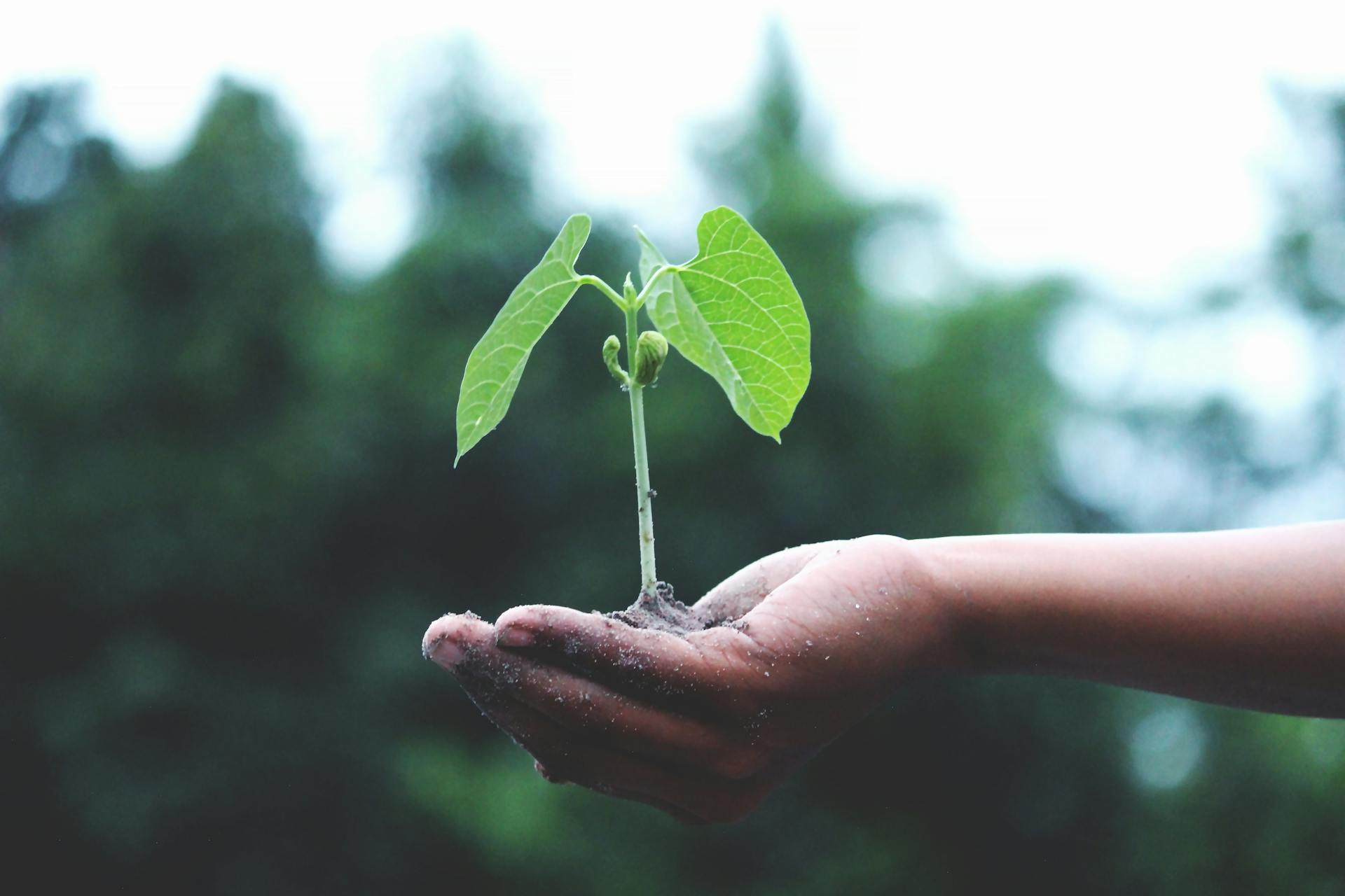 Small green plant in hand withn soil symbolixing personal growth , new beginnings, and nurturing potential.